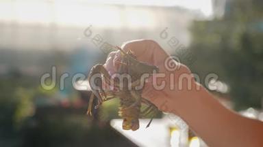 小龙虾在水中用香料和草药烹饪。 热煮小龙虾。 龙虾特写..